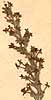 Manulea tomentosa L., blomställning x8