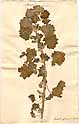 Marrubium africanum L., framsida
