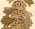 Marrubium alysson L., blomställning x8