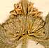 Marrubium candidissimum L., inflorescens x8