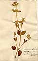 Marrubium peregrinum L. alfa latifolium, front