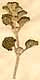 Marrubium vulgare L., närbild, framsida x3