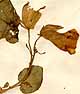 Martynia annua L., blommor x4
