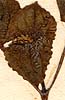 Martynia perennis L., närbild x8
