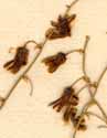 Medeola asparagoides L., blomställning x8