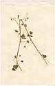 Medicago apiculata Willd., front