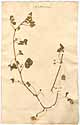 Medicago apiculata Willd., framsida