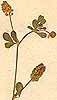 Medicago lupulina L., inflorescens x8