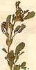 Medicago polymorpha L., inflorescens x8