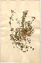 Medicago polymorpha L., framsida