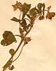 Medicago polymorpha L., blomställning x4
