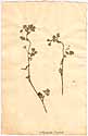 Medicago polymorpha L., framsida