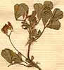 Medicago polymorpha L., blomställning x8