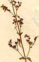 Melissa sp. L., inflorescens x8