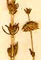 Mentha cervina L., blomställning x8