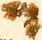 Mentha pulegium L., inflorescens x8