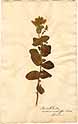 Mentha rotundifolia L., front