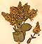 Mentha rotundifolia L., inflorescens x8