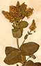 Mentha rotundifolia L., blomställning x4