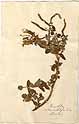 Mentha rotundifolia L., framsida