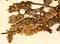 Mentha rotundifolia L., inflorescens x8