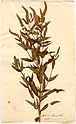 Mentha viridis L., framsida