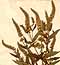 Mentha viridis L., blomställning x4