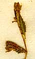 Mentzelia aspera L., inflorescens x8