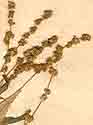 Mercurialis annua L., blomställning x8