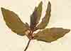 Mercurialis annua L., inflorescens x8