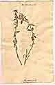 Mercurialis tomentosa L., front