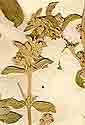 Mercurialis tomentosa L., inflorescens x8