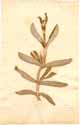 Mesembryanthemum acinaciforme L., front