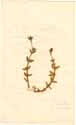 Mesembryanthemum barbatum L., front