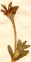 Mesembryanthemum barbatum L., flower x8