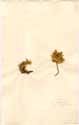 Mesembryanthemum barbatum L., framsida
