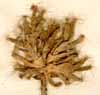 Mesembryanthemum barbatum L., inflorescens x6