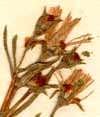 Mesembryanthemum bicolor L., blomställning x8