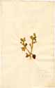 Mesembryanthemum crystallinum L., front