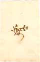 Mesembryanthemum deltoides L., framsida
