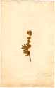 Mesembryanthemum forficatum L., front