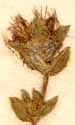 Mesembryanthemum forficatum L., inflorescens x8