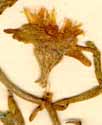 Mesembryanthemum geniculiflorum L., flower x8