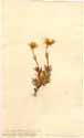 Mesembryanthemum glaucum L., framsida
