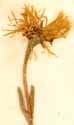 Mesembryanthemum glaucum L., blomställning x6