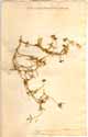 Mesembryanthemum hispidum L., front
