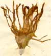 Mesembryanthemum linguiforme L., close-up x5