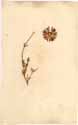 Mesembryanthemum micans L., front