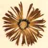 Mesembryanthemum micans L., blomställning x5