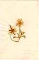 Mesembryanthemum pomeridianum L., framsida